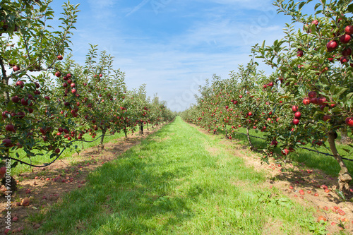 Cuadros en Lienzo apple trees loaded with apples in an orchard in summer
