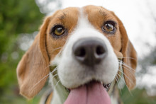Beagle Dog Close Up Portrait