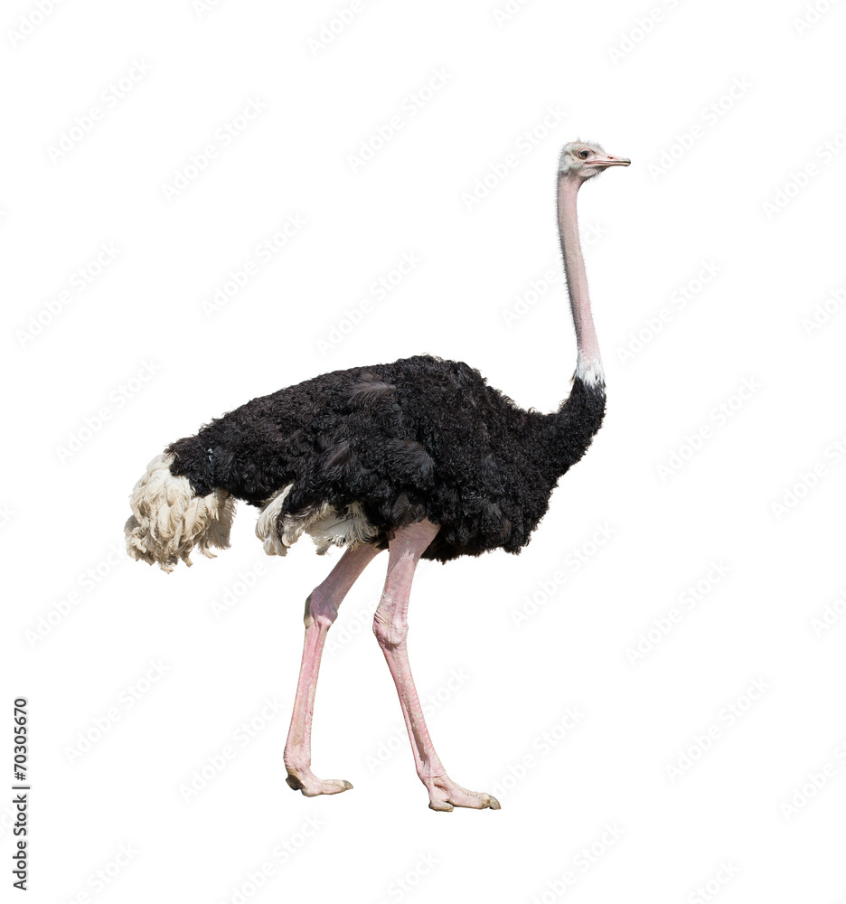 ostrich full length isolated on white - obrazy, fototapety, plakaty 