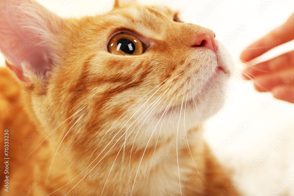 Red cat isolated on white