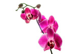 Fototapeta Storczyk - Isolated Purple Orchid Branch