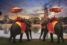 Elephant Dressing With Thai Kingdom Tradition Accessories Standi