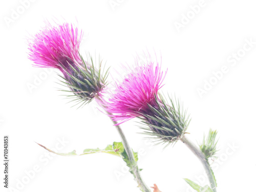 Fotomural burdock flowers on a white background