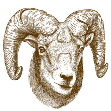 Vector Illustration Of Engraving Ram Head