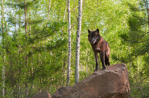 Board z aluminiowym obramowaniem Czarny wilk (canis lupus) stoi na szczycie den horyzontalnych