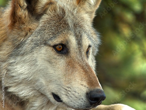 Board z aluminiowym obramowaniem Lakota wolf 11