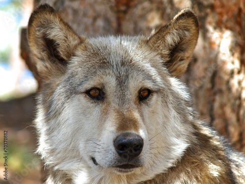 Board z aluminiowym obramowaniem Lakota wolf 13