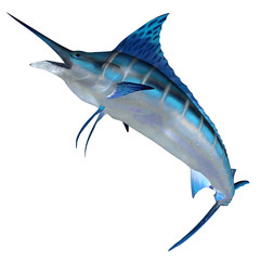 Poster - Blue Marlin Front Profile