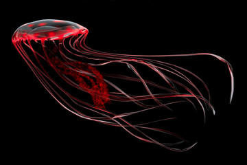 Poster - Red Jellyfish