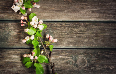  Apple flowers on wooden board