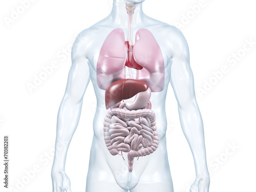 Innere Organe Anatomische 3d Illustration Buy This Stock Illustration And Explore Similar Illustrations At Adobe Stock Adobe Stock