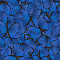 Sticker - seamless background from blue morpho