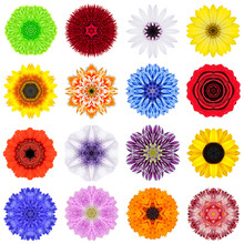 Big Collection Of Various Concentric Flowers Isolated On White
