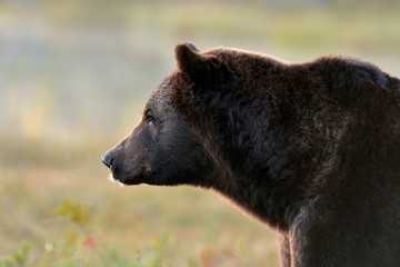 brown bear portrait