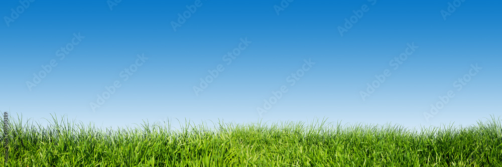Green grass on blue clear sky, spring nature theme. Panorama - obrazy, fototapety, plakaty 