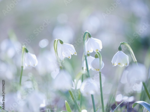 Plakat Snowflake Snowdrop spring