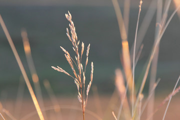 Spikelets of grass 2