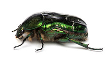 Green Beetle. Rose Chafer (cetonia Aurata) Isolated