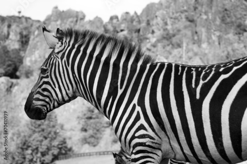 Plakat na papierze fotorealistycznym Zebra stoi samotnie na polu