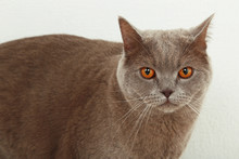 British Short Hair Cat On Light Background