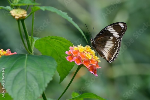 Board z aluminiowym obramowaniem Wielki motyl motyl i kwiaty lantana