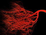 Fototapeta Perspektywa 3d - Nervous or blood system.  Medical illustration
