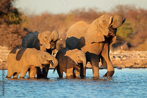 Naklejka samoprzylepna Woda pitna słoni, park narodowy etosha