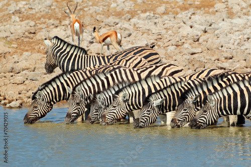 Plakat na papierze fotorealistycznym Równiny wody pitnej zebras, park narodowy etosha