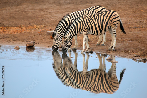 Plakat na papierze fotorealistycznym Równiny wody pitnej zebras, park narodowy etosha