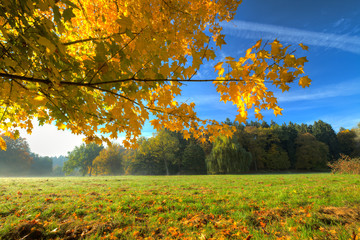 Poster - Beautiful autumn tree with fallen dry leaves