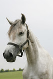 Fototapeta Zwierzęta - Portrait of a beautiful arabian gray horse