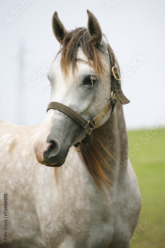 Obraz w ramie Headshot of a beautiful arabian horse