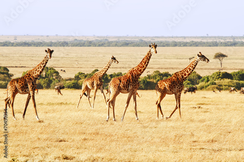 Tapeta ścienna Żyrafy na masai mara w Afryce