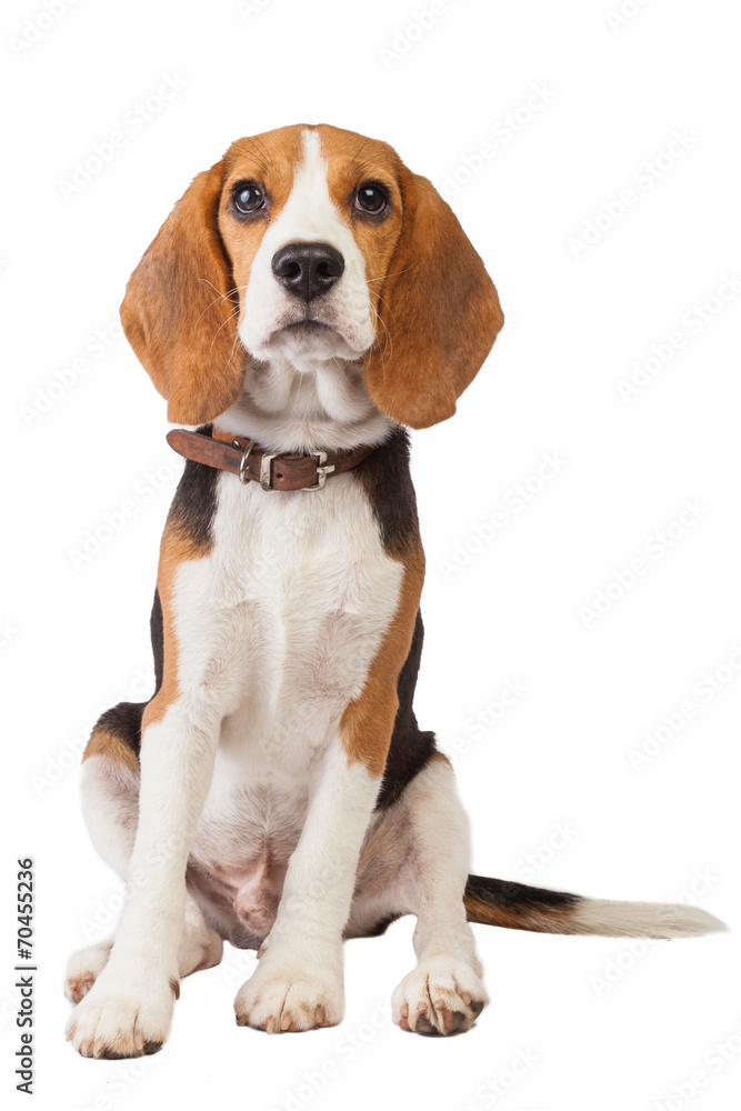 beagle puppy over white background - obrazy, fototapety, plakaty 