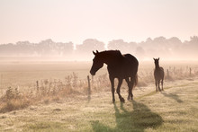 Horse And Foal Silhouettes In Fog