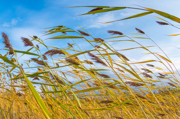 Reed in the strong wind.