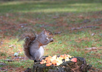 a nice example of a squirrel taken in its natural environment