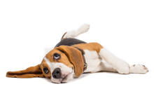 Beagle Dog On White Background