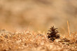 Pine cone on the ground