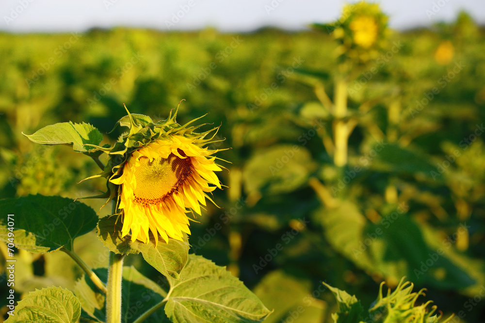 Beautiful sunflowers field