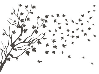 maples falling background