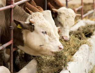 Wall Mural - Cow feeding