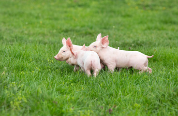 Wall Mural - Piglets