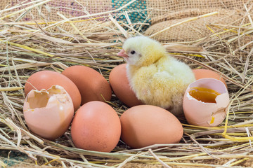 Wall Mural - yellow small chick with  shell in the nest