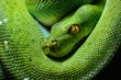 © Alex Stemmer - A body of the green tree python Morelia viridis close-up. Portrait art. Snake skin, natural texture, abstract, graphic resources. Environmental conservation, wildlife, zoology, herpetology