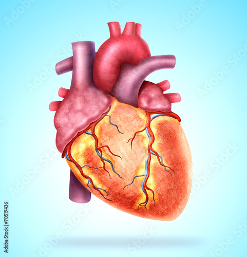 Naklejka dekoracyjna anatomy