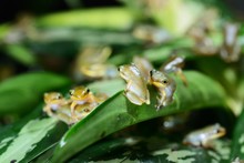 Young Chinese Flying Frog Rhacophorus Dennysii