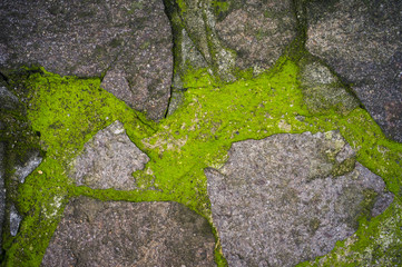 stones with green moss