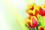 Fototapeta Tulipany - Букет из тюльпанов.