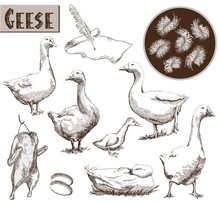 Breeding Geese